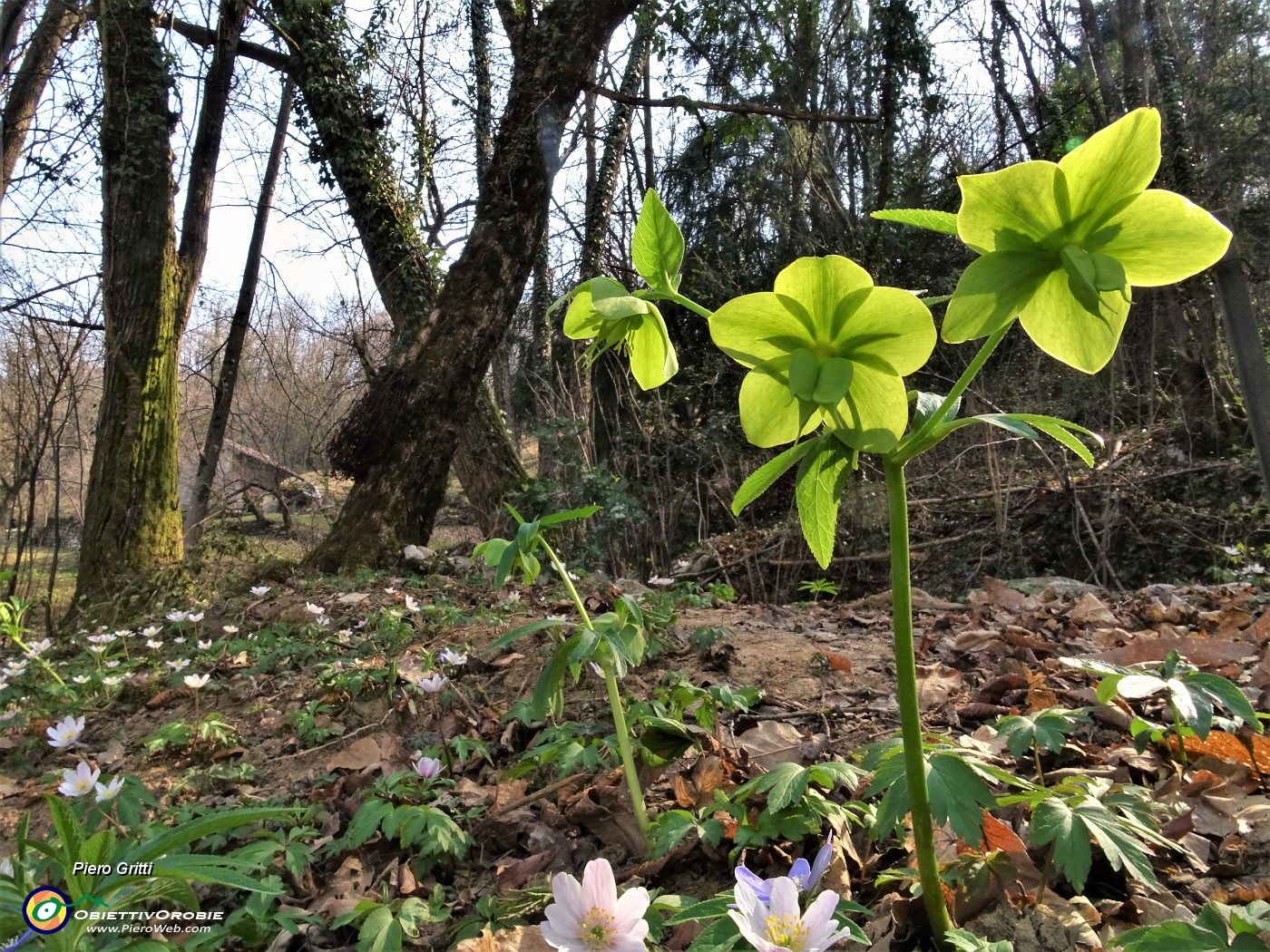 16 Elleboro verde (Helleborus viridis) al roccolo sopra la Corna di Zogno.JPG
